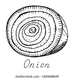  Zwiebel. Gemüseschnitt. Ink botanische Vintage Illustration. Einziger Clip-Art auf weißem Hintergrund.