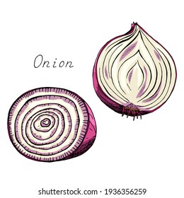 Onion. Sliced vegetable. Ink botanical vintage illustration. Isolated clipart set on white background. Hand-drawn ink sketch.