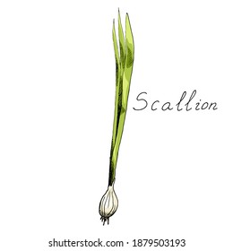 Onion. Sprigs. Green onions. Scallion. Ink botanical vintage illustration. Isolated