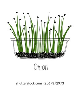 Onion sprout vector illustration. Micro greens growning in a transparent container. Fresh cooking ingredients isolated on a white background. Young green germinating onion sprouts for logo, print