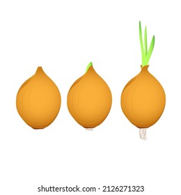Onion sprouting stage set isolated