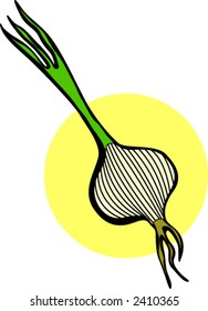 onion with stem