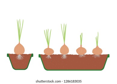 Onion in the tray and pot open view vector illustration eps
