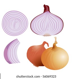 Onion. Vector.