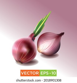 Onion vector art eps10 for any use