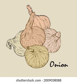 Onion, vector drawing. Healthy vegetables, illustration.