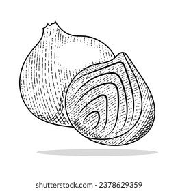 onion vector engraving style hand drawn black and white