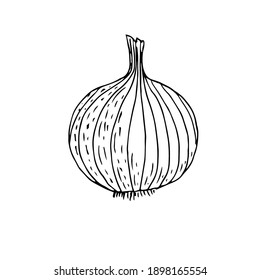 Onion, Vector Illustration, Hand Drawing Sketch