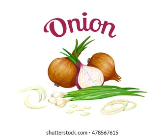 Onion. Vector illustration made in a realistic style, isolated on white background.