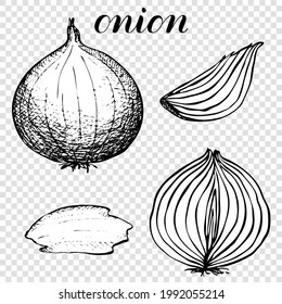 Onion. Vector illustration of sliced onion half. Ripe hand drawn onion. Black and white on a transparent background. Coloring book
