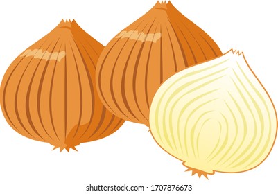 Onion vector illustration, vegetable icon