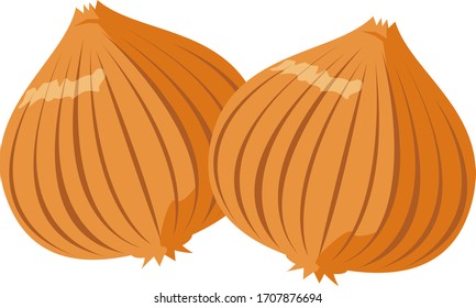 Onion vector illustration, vegetable icon