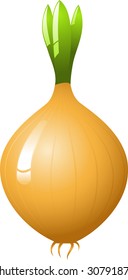 Onion, vector, isolated on white