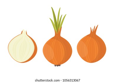 Onion. Vector set  in cartoon style. Isolated  vegetables.