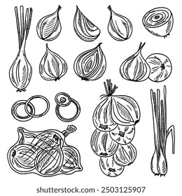 Onion vector set. Fresh green onions, whole bulbs, rings, half. Vector illustration