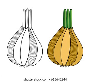 Onion, vegetable. Black and white illustration for coloring book.