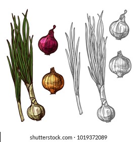 Onion vegetable with green leaf sketch of spicy plant. Yellow, red and white bulb onion, fresh sprout of spring onion or scallion, leek or shallot icon for farm market and food packaging design