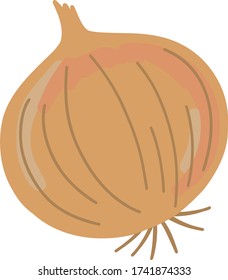 onion vegetable illustration organic bio