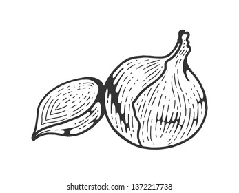 Onion vegetable plant sketch engraving vector illustration. Scratch board style imitation. Hand drawn image.