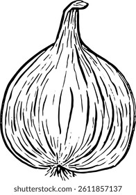 Onion. Vegetables. Hand drawn vector isolated sketch.