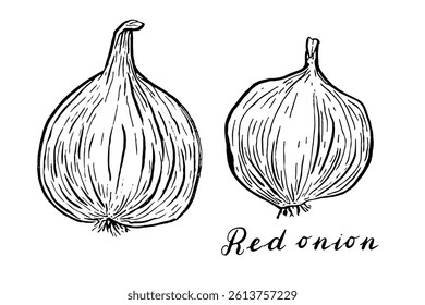 Onion. Vegetables set. Hand drawn vector isolated sketch.