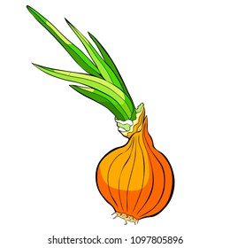 onion  vegetables  vector illustration