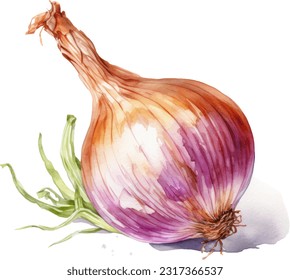 Onion watercolor illustration. Hand drawn underwater element design. Artistic vector marine design element. Illustration for greeting cards, printing and other design projects.