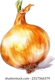 Onion watercolor illustration. Hand drawn underwater element design. Artistic vector marine design element. Illustration for greeting cards, printing and other design projects.