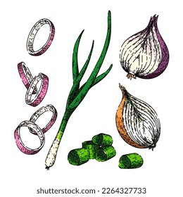 onion white red set hand drawn vector. fresh food, half purple, cut raw, slice vegetable, organic ingredient, cooking ring, bulb onion white red sketch. isolated color illustration