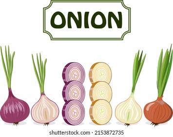 Onion whole and chopped.Vector illustration with whole and chopped onion on a transparent background.