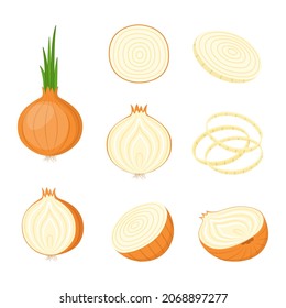 Onion, whole and cut. Farm vegetables, vector illustration