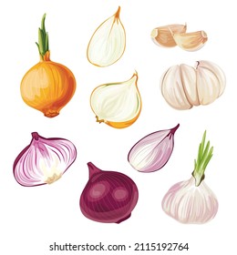 Onion. Whole onion and cut onion. Flat simple design. Vector illustration of organic farm fresh vegetables. Isolated on white background.