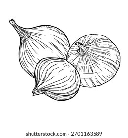 Cebola inteira e fatiada em anéis e fatias, esboço. Ilustração vetorial. Produtos hortícolas e especiarias, isolados sobre fundo branco. Para receitas, menus, para impressão em faixas e livros de receitas, têxteis