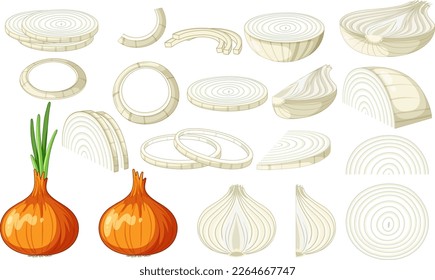 Onion in whole and sliced pieces illustration