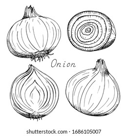 Onion. Whole, sliced vegetable. Ink botanical vintage illustration. Isolated clipart set on white background.