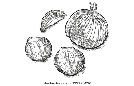 Onion. Whole, sliced vegetable. Rings. Ink botanical vintage illustration. Isolated clipart set on white background.