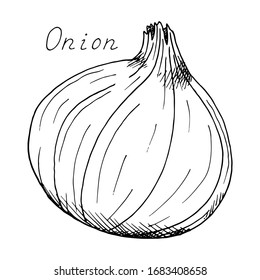 Onion. Whole vegetable. Ink botanical vintage illustration. Isolated clipart set on white background.