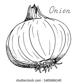 Onion. Whole vegetable. Ink botanical vintage illustration. Isolated clipart set on white background.