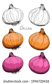 Onion. Whole vegetable. Ink botanical vintage illustration. Isolated clipart set on white background.