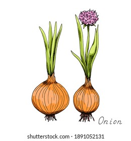 Cebolla. Verdura entera. Anillos. Las bromas. Planta de flores. Ilustración botánica de tinta. Conjunto de clipart aislado sobre fondo blanco. Esbozo de tinta dibujado a mano.