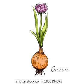 Onion. Whole vegetable with sprigs. Flowering plant. Ink botanical vintage illustration. Isolated on white background.