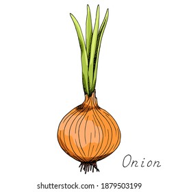 onion-whole-vegetable-sprigs-ink-260nw-1