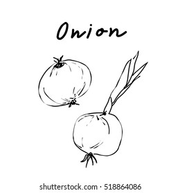 Onions. Bulb onions. Vector illustration. Sketch.