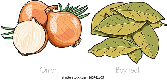 Onions, cut and all, and bay leaves in small heap that used as special aromatic condiment for dishes isolated on a white background, Collection set for use illustration vector and simple design.