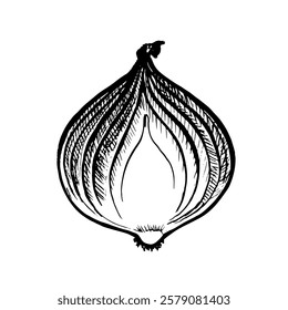 Onions in the cut. A hand-drawn vector graphic illustration. Black and white image of a purple vegetable. Highlighted from the background. Perfect for menus, recipe books, packages, labels, and more.