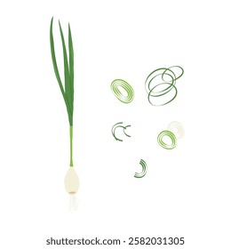 Onions. Fresh greens. Healthy food.  Sliced onion rings. Flat illustration. Vector