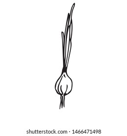 onions in the garden
vector sketch