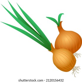 
cebolla con hojas verdes dos
