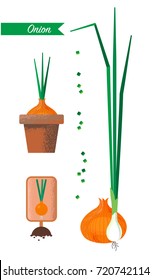 Onions and green onions. Set of images of onions, flower pot, sliced green onions