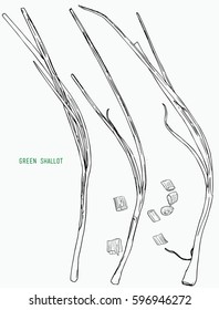 onions, green, shallot vector isolated, hand drawn sketch.